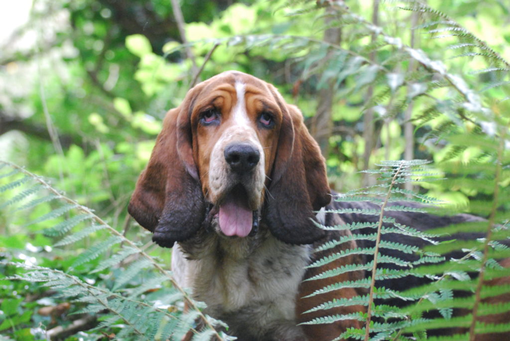 BASSET HOUND BRUYERE
