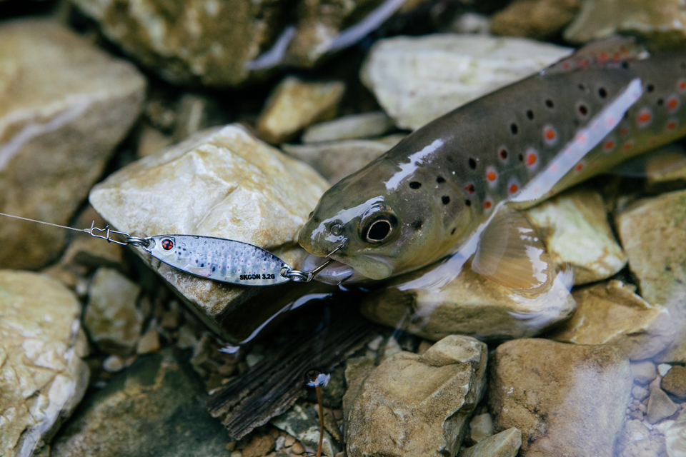 brown-trout-on-real-life-trout-pattern-from-sakura