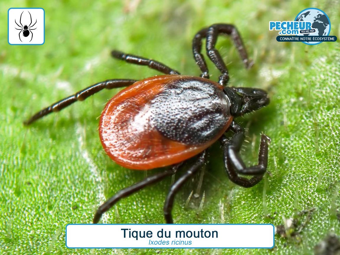 Tique du mouton - Pecheur blog Tique du mouton - Pecheur blog