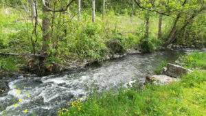 Un joli ruisseau pour pêcher la truite