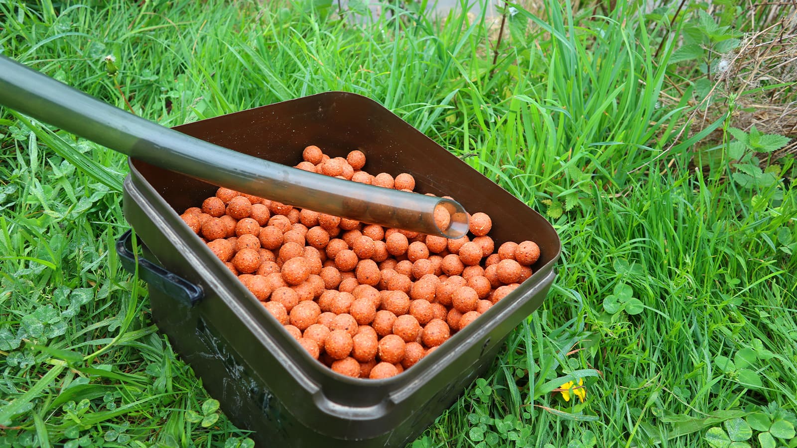 Comment fabriquer des bouillettes pour la carpe ?