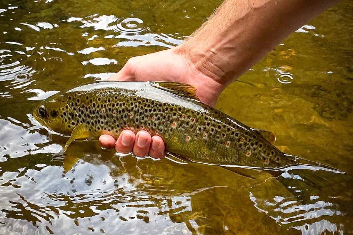 Tout savoir sur la pêche au toc