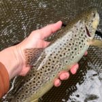 Comment pêcher la truite ?