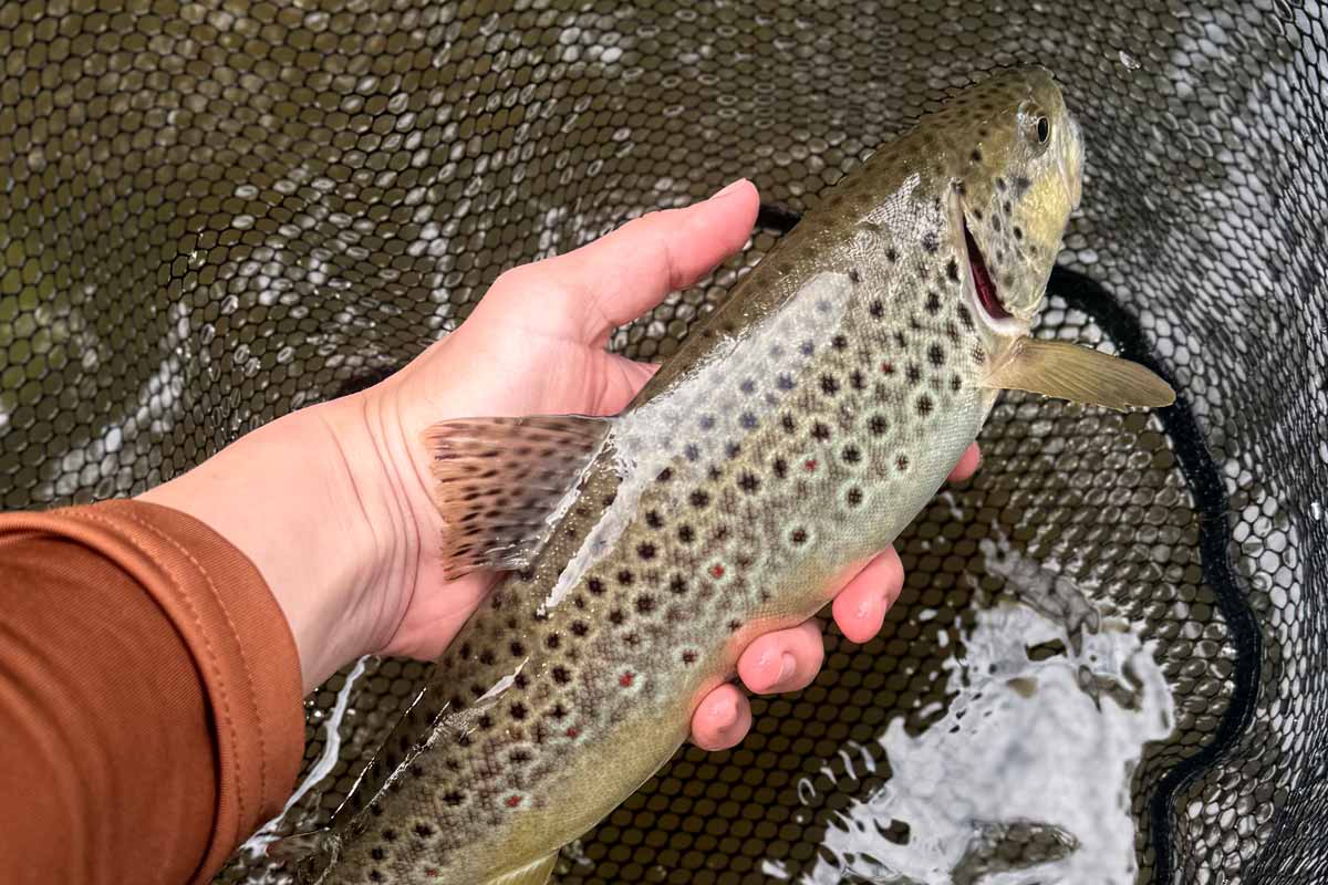 Comment pêcher la truite ?