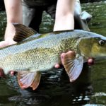 Tout savoir sur la pêche du Barbeau