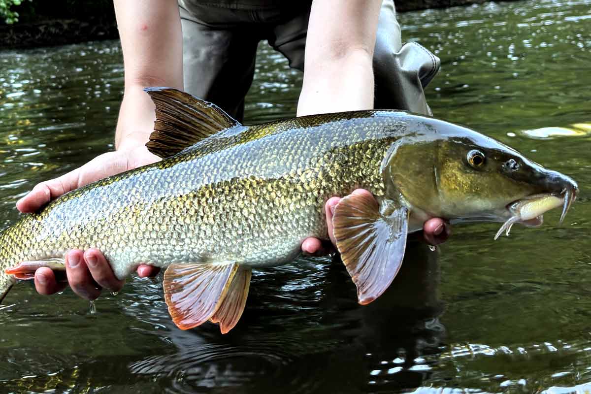 Tout savoir sur la pêche du Barbeau