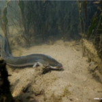La pêche à l’anguille : immersion dans une pêche nocturne et instinctive