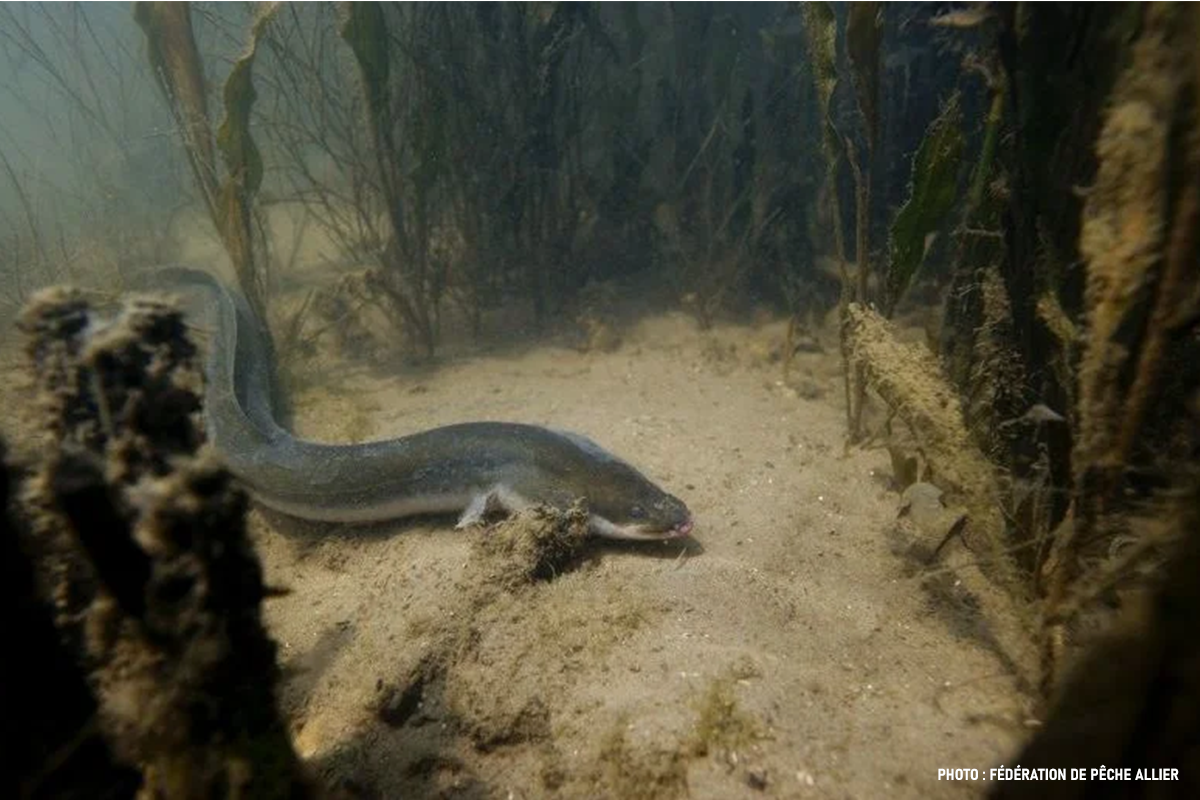 La pêche à l’anguille : immersion dans une pêche nocturne et instinctive