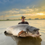 Le silure, ce « monstre » hante-t-il vraiment nos eaux ?