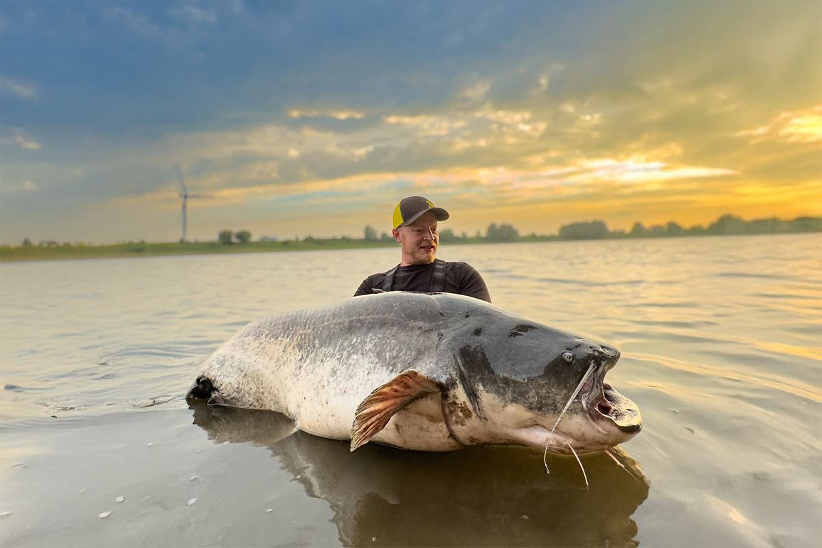 Le silure, ce « monstre » hante-t-il vraiment nos eaux ?