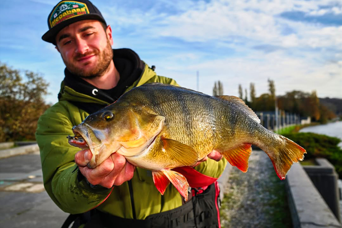 Grosses perches hivernales : comment les comprendre et les faire craquer ?