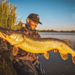 Pourquoi les carnassiers ne mordent plus… et comment y remédier ?