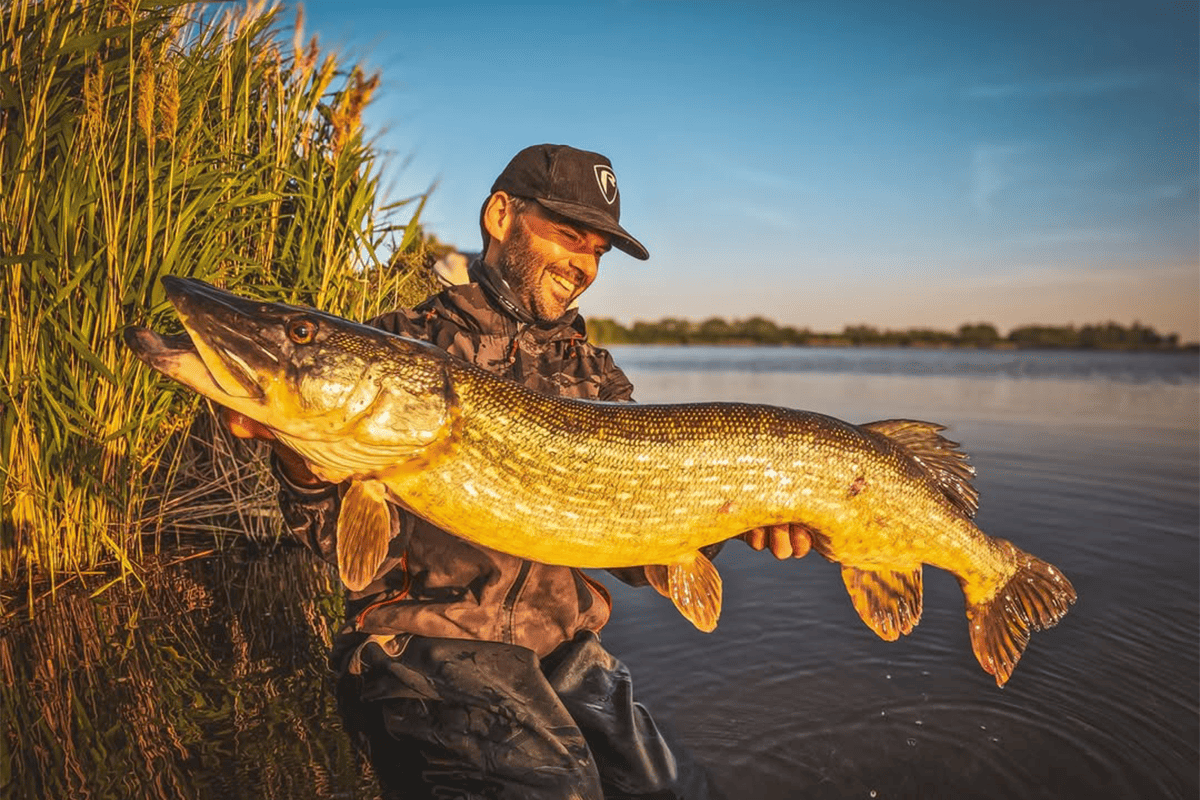 Pourquoi les carnassiers ne mordent plus… et comment y remédier ?