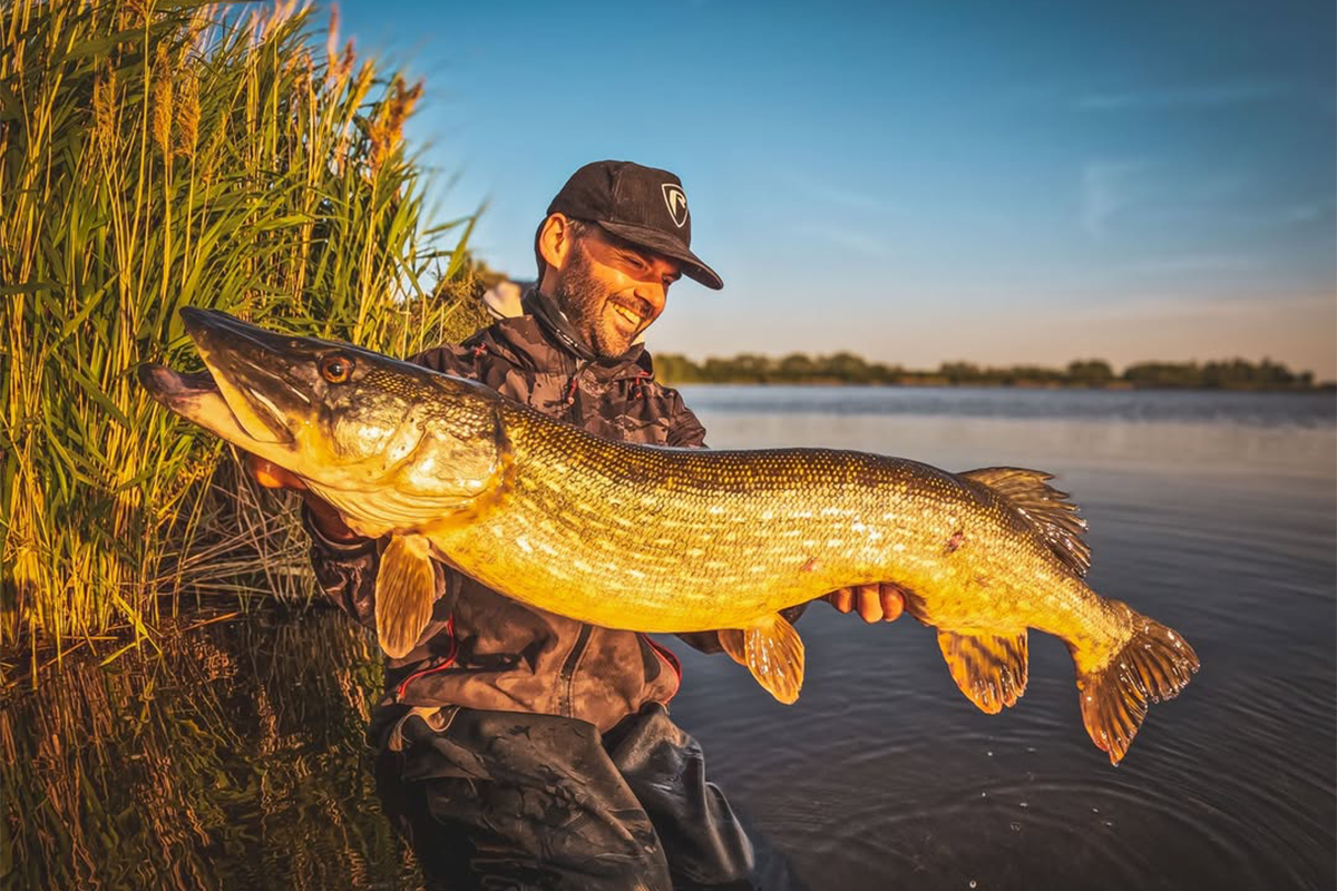 Pourquoi les carnassiers ne mordent plus… et comment y remédier ?