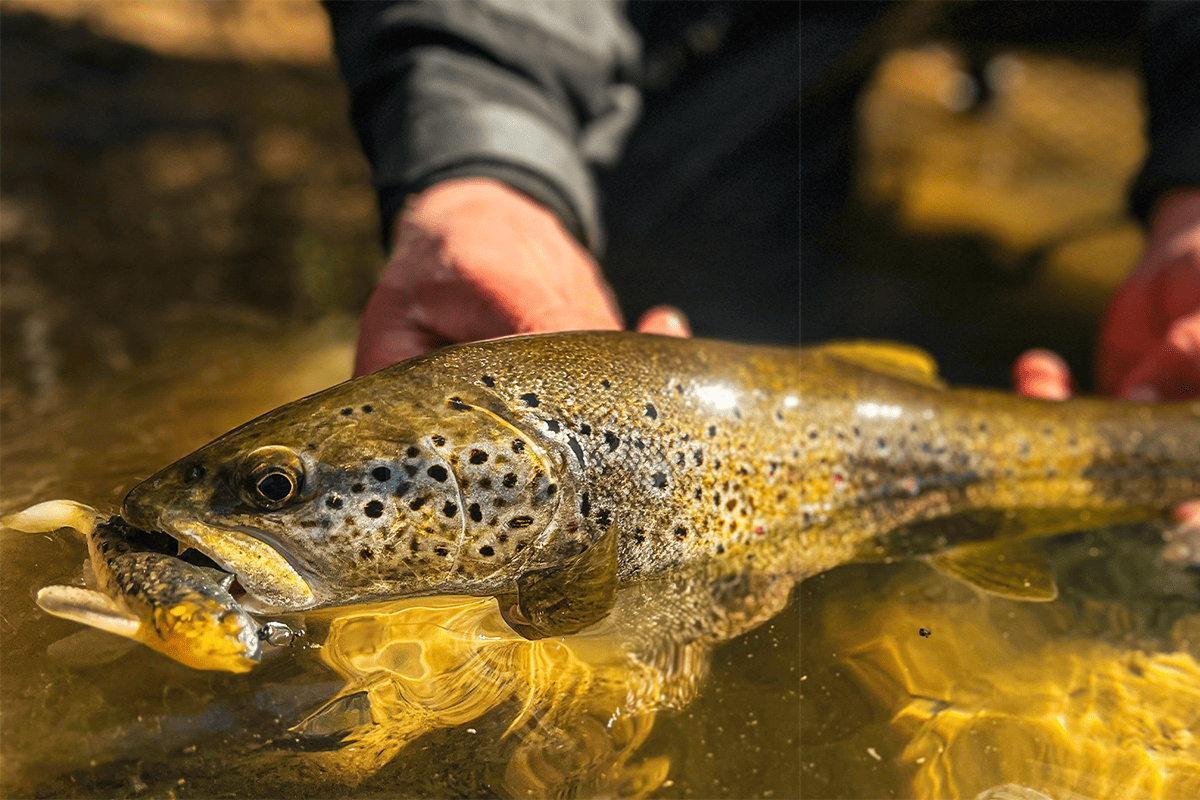 Et si la truite au leurre souple était plus qu’un simple atout ?