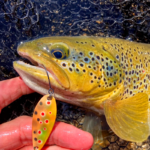 Tournante ou ondulante : comment bien pêcher à la cuillère ?