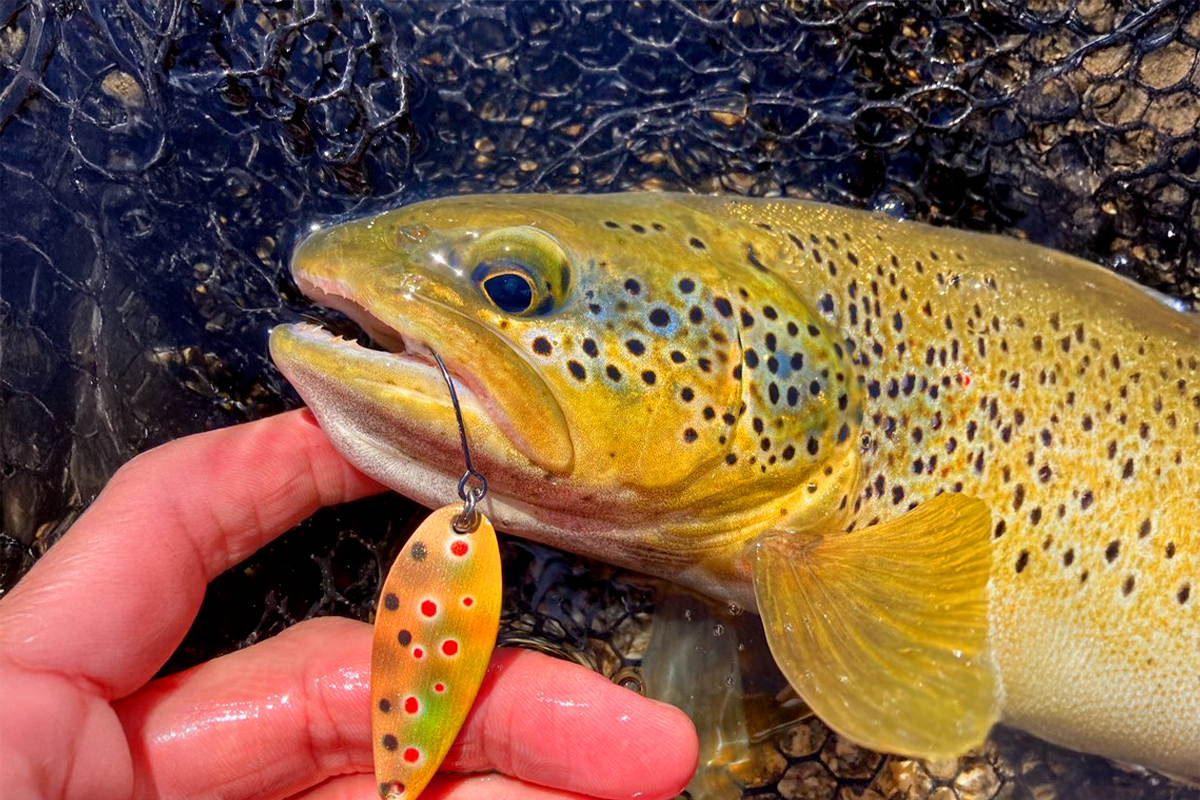 Tournante ou ondulante : comment bien pêcher à la cuillère ?