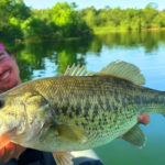 Écrevisse, worm… quelle créature fait bouger les gros black bass en prespawn ?