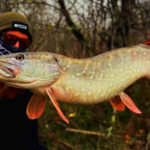 Ouverture brochet : leurre dur ou souple, lequel fait la différence ?