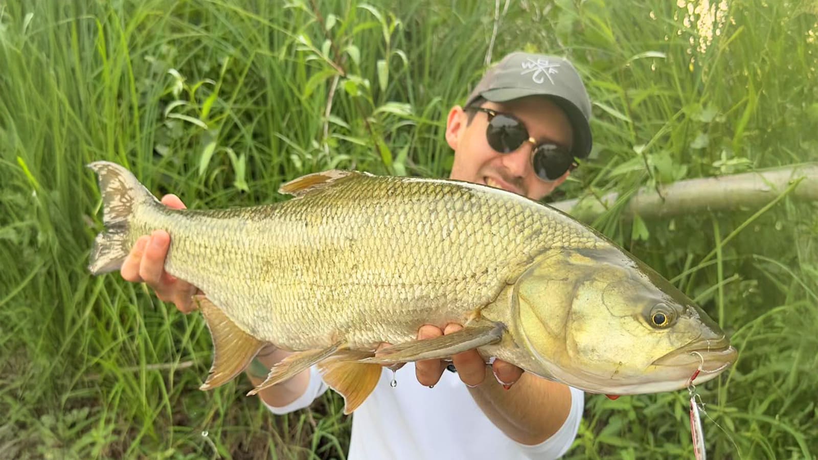 Le poisson de surface le plus violent de nos rivières et presque personne ne le pêche