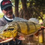 Partons en quête du poisson mythique d’Amérique du Sud : le peacock bass