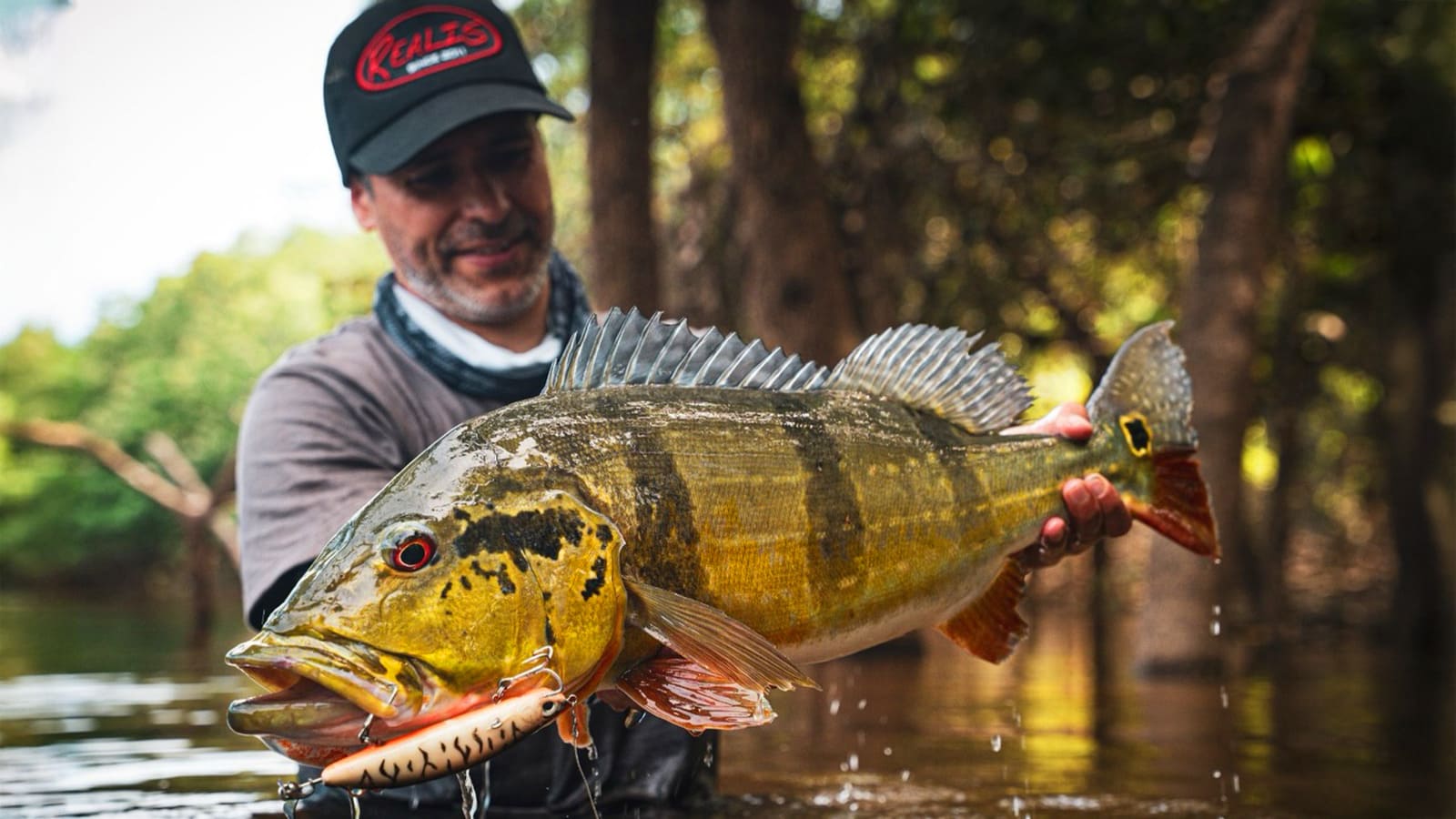 Partons en quête du poisson mythique d’Amérique du Sud : le peacock bass