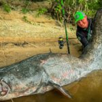 2,60 m en barrage : les secrets d’une pêche au silure aussi puissante que terrifiante