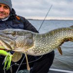 Pourquoi le spinnerbait devient redoutable dès qu’on commence à varier ses techniques